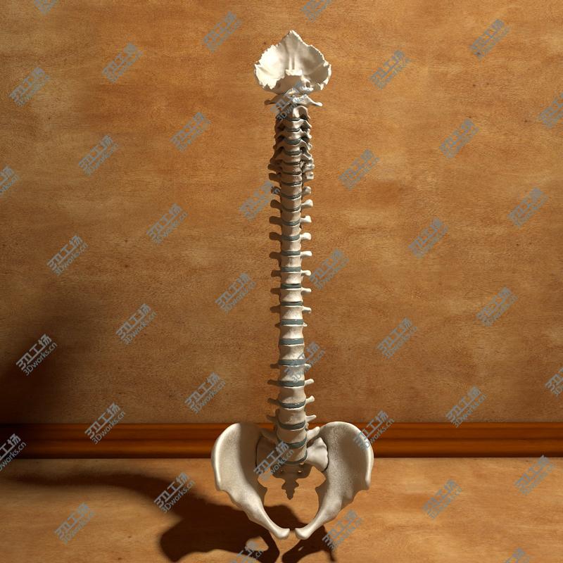 images/goods_img/2021040235/Ultimate Human Spine with Pelvis and Os Sacrum/2.jpg